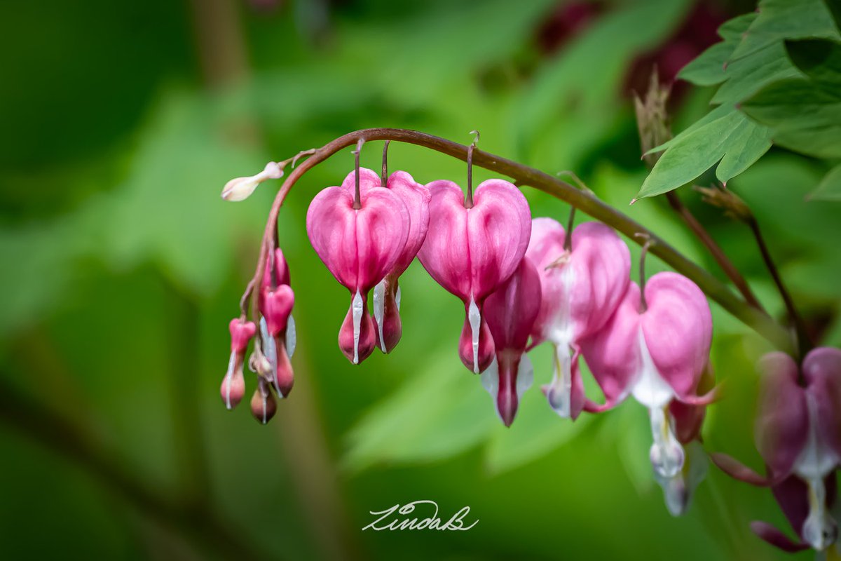 LSBofEBB's tweet photo. Not So Lonely Hearts
They're all packed together on this Bleeding Heart plant...Love-ly!
#godscanvas #bleedingheart #garden #pink #lovely #massachusetts #flowers #hearts #photographer https://t.co/jzqHbosxSd