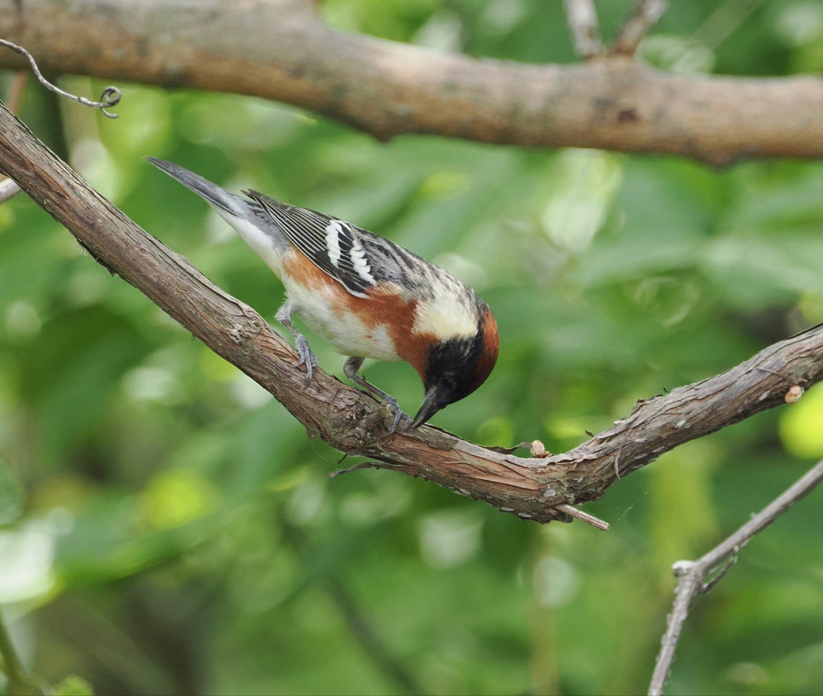 feather_report's tweet photo. @ViewFromShikhar Bay-breasted warbler https://t.co/fjfMSWlBtR
