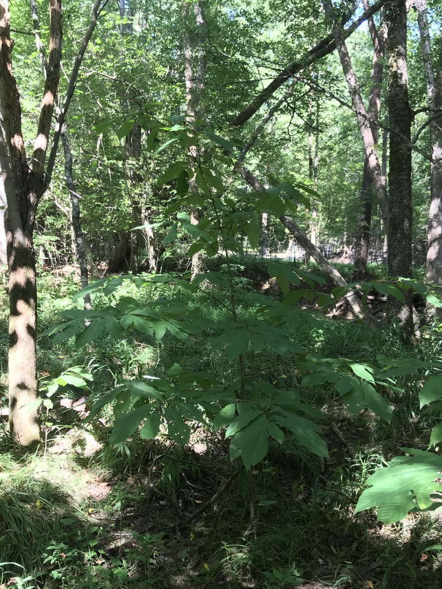 ForestryCommish's tweet photo. It's been a while, but the first sign of developing pawpaw fruit calls for a #TreeIDTuesday!⁠
⁠
Pawpaw (Asimina triloba) produces the largest edible fruit native to North America. Even as a smaller understory tree, the pawpaw can grow up to 30 feet tall and prefers rich, moist soils along streams and in bottoms.⁠
⁠
Pawpaw is commonly used as an ornamental tree, and wildlife like opossums, foxes, squirrels, raccoons and birds feed on the fruit when it's ripe and yellowish brown.⁠
⁠
Speaking of, the fruit ripens in late summer and peaks August to October. Although it starts out looking like a small, green potato, the pawpaw fruit is said to taste like a creamy combo of banana, mango, vanilla and citrus. It doesn't last long, though, and tends to spoil in three to five days... catch it while you can!⁠ However, handle with care, as some people may develop dermatitis from handling this fruit!

The pawpaw fruit is an excellent source of Vitamins A and C, and it's high in unsaturated fats, proteins and carbohydrates. They're richer than apples, peaches or grapes in potassium, phosphorous, magnesium and sulfur, plus they have a good balance of amino acids!

Flowers are purple-brown with six petals and appears with or before the smooth, dark green simple and pinnate leaves.⁠

There is a dwarf species, too.
⁠
Have you tried pawpaw fruit before? Is it worth the hype?