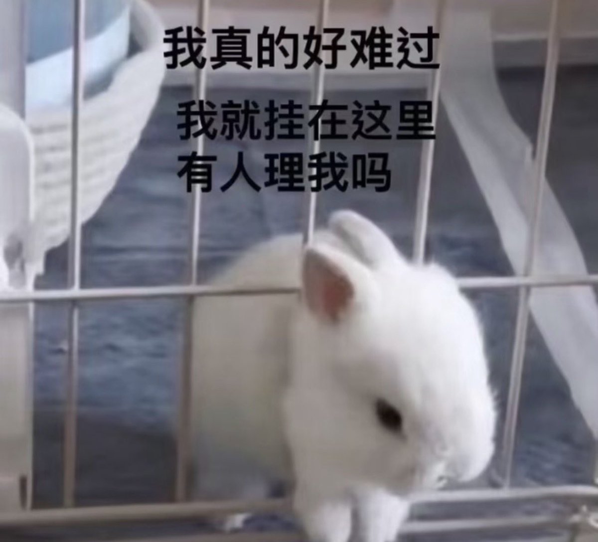Catthief723（被折叠评论 tweet media