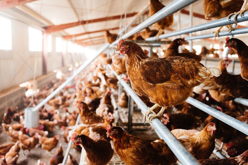 MRFImpacts's tweet photo. As part of a multistate project, @CANRatMSU &amp; @ClemsonCAFLS designed a robotic computer vision system that prevents cage-free hens from laying eggs on the floor where they are more susceptible to damage &amp; debris &amp; are harder to collect: https://t.co/PR9a2O2BTg 

#NationalEggMonth https://t.co/rPdhEWTTnY