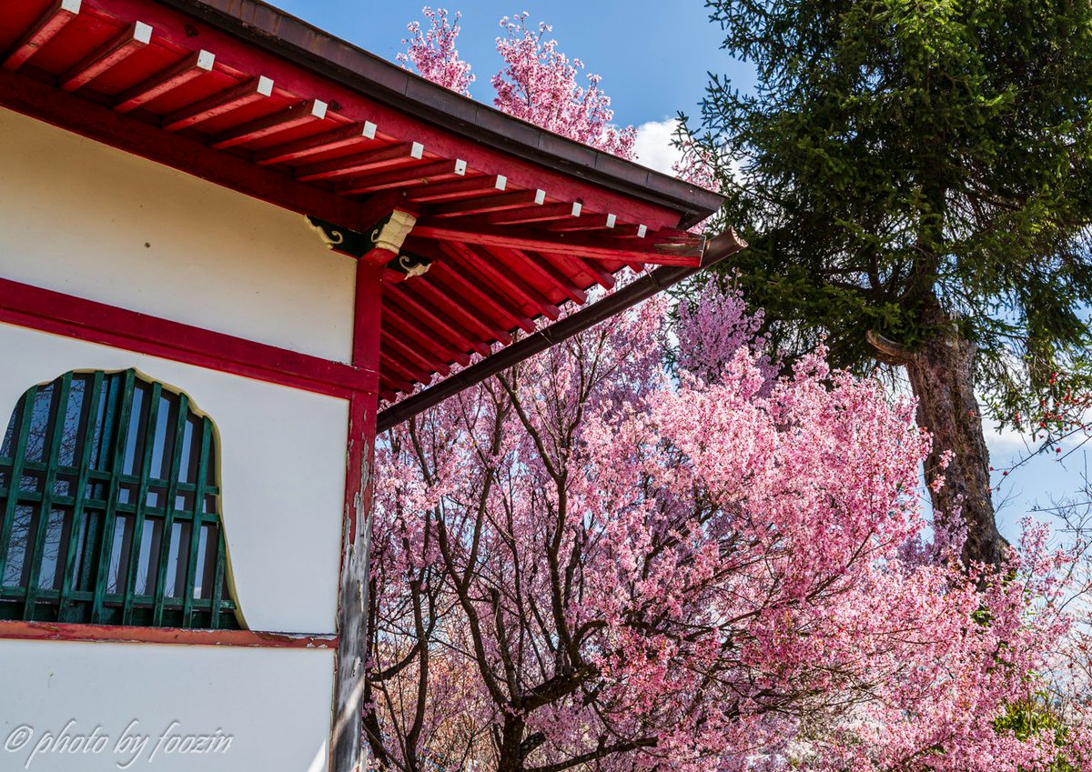 foozin77's tweet photo. 田子地蔵院の桜
2026.4
#長野市寺院
#地蔵院
#長野市
#寺院
#桜
#ダレカニミセタイケシキ
#写真好きな人と繋がりたい
#ファインダー越しの私の世界
#長野カメラ部
#長野のいいところ
#しあわせ信州
#ナガトリ
#nagano_japan https://t.co/PUmbSbdpDv