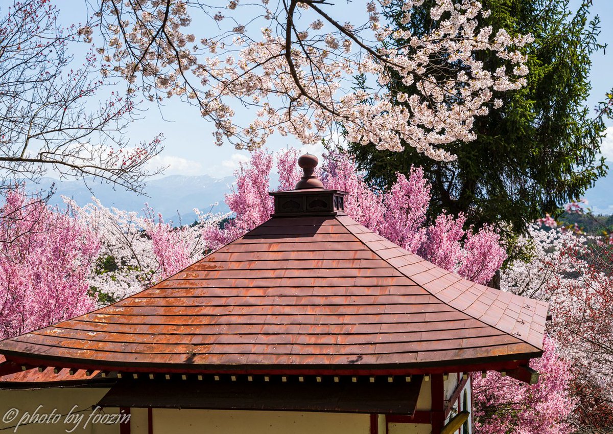 foozin77's tweet photo. 田子地蔵院の桜
2026.4
#長野市寺院
#地蔵院
#長野市
#寺院
#桜
#ダレカニミセタイケシキ
#写真好きな人と繋がりたい
#ファインダー越しの私の世界
#長野カメラ部
#長野のいいところ
#しあわせ信州
#ナガトリ
#nagano_japan https://t.co/PUmbSbdpDv