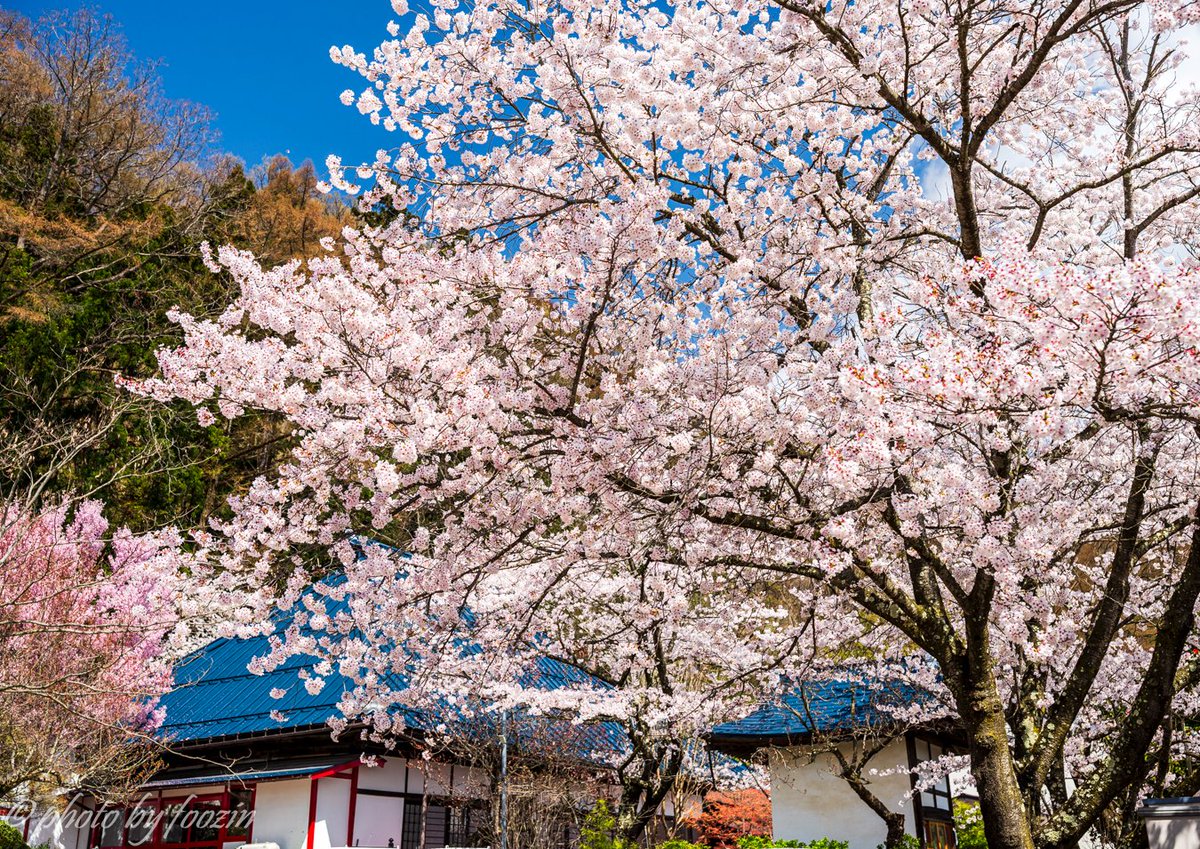 foozin77's tweet photo. 田子地蔵院の桜
2026.4
#長野市寺院
#地蔵院
#長野市
#寺院
#桜
#ダレカニミセタイケシキ
#写真好きな人と繋がりたい
#ファインダー越しの私の世界
#長野カメラ部
#長野のいいところ
#しあわせ信州
#ナガトリ
#nagano_japan https://t.co/PUmbSbdpDv