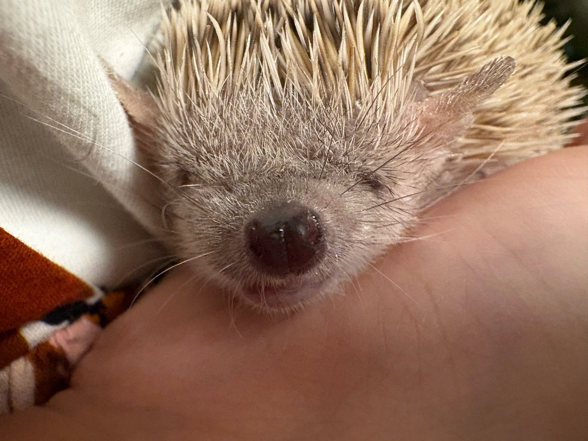 ℤ¡㎃🦔 tweet media