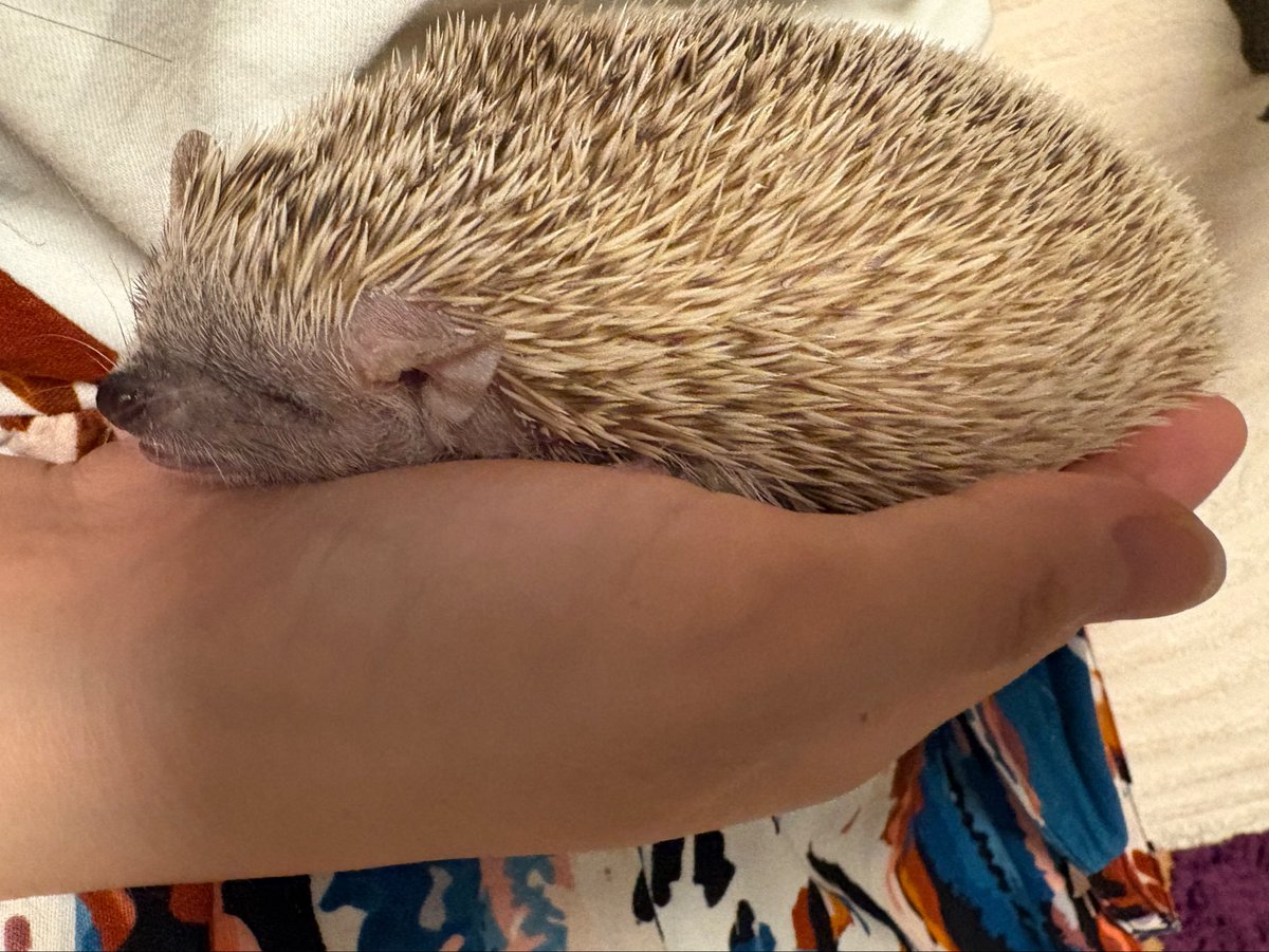 ℤ¡㎃🦔 tweet media