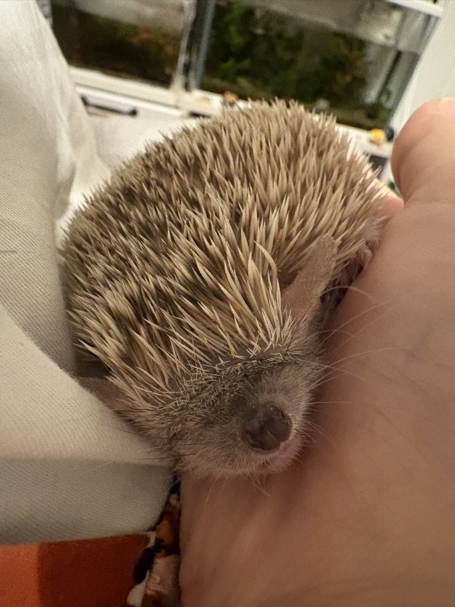 ℤ¡㎃🦔 tweet media