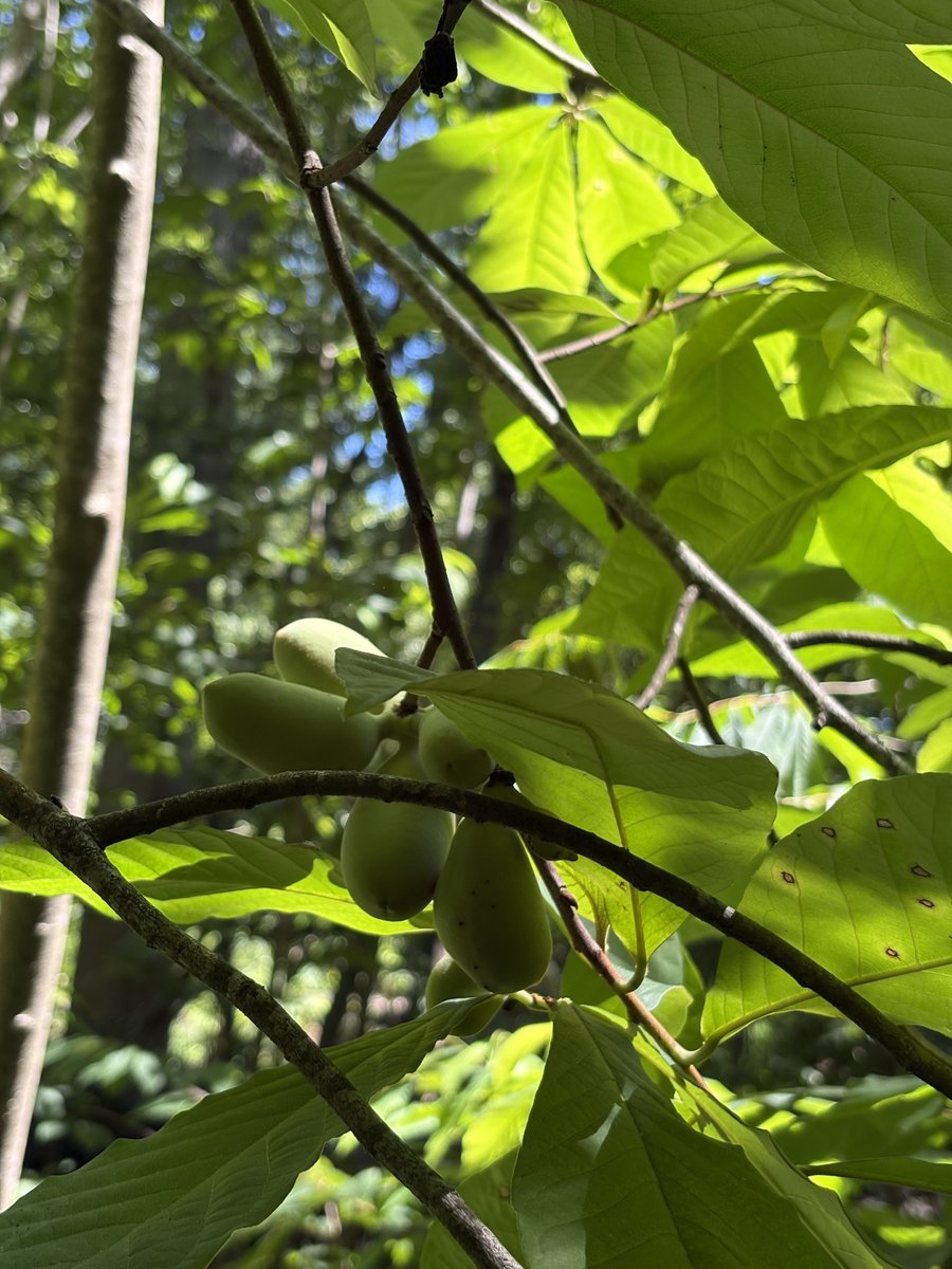 ForestryCommish's tweet photo. It's been a while, but the first sign of developing pawpaw fruit calls for a #TreeIDTuesday!⁠
⁠
Pawpaw (Asimina triloba) produces the largest edible fruit native to North America. Even as a smaller understory tree, the pawpaw can grow up to 30 feet tall and prefers rich, moist soils along streams and in bottoms.⁠
⁠
Pawpaw is commonly used as an ornamental tree, and wildlife like opossums, foxes, squirrels, raccoons and birds feed on the fruit when it's ripe and yellowish brown.⁠
⁠
Speaking of, the fruit ripens in late summer and peaks August to October. Although it starts out looking like a small, green potato, the pawpaw fruit is said to taste like a creamy combo of banana, mango, vanilla and citrus. It doesn't last long, though, and tends to spoil in three to five days... catch it while you can!⁠ However, handle with care, as some people may develop dermatitis from handling this fruit!

The pawpaw fruit is an excellent source of Vitamins A and C, and it's high in unsaturated fats, proteins and carbohydrates. They're richer than apples, peaches or grapes in potassium, phosphorous, magnesium and sulfur, plus they have a good balance of amino acids!

Flowers are purple-brown with six petals and appears with or before the smooth, dark green simple and pinnate leaves.⁠

There is a dwarf species, too.
⁠
Have you tried pawpaw fruit before? Is it worth the hype?