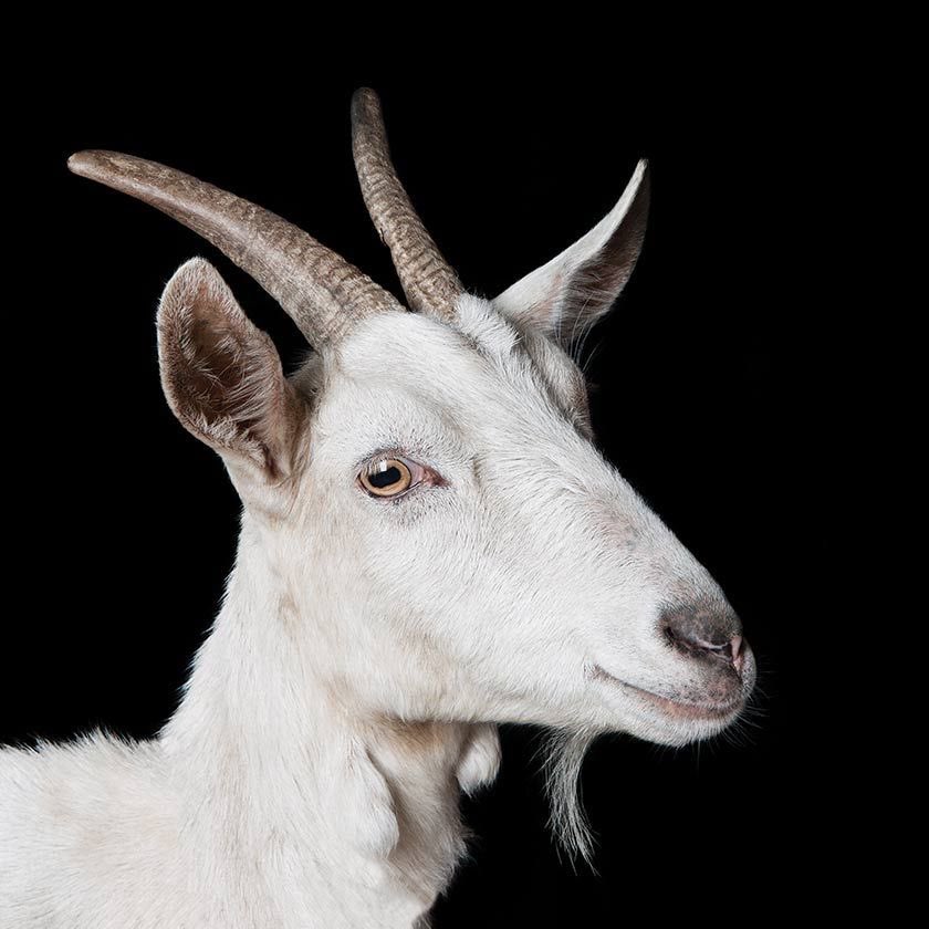 amon_kinsky's tweet photo. @HassanAusSyrien Foto der Freundin von Hassan, dem Troll-Syrer aufgetaucht! https://t.co/yLgczC0Tkh