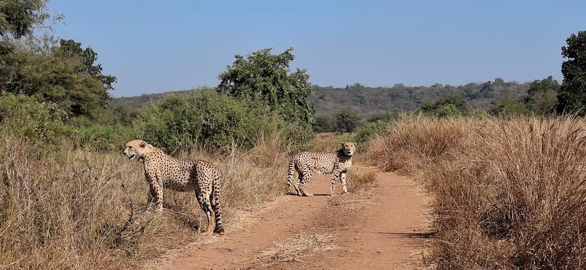ntca_india's tweet photo. Project Cheetah continues to demonstrate encouraging progress, with the population reaching 53, including 33 Indian-born cubs. Strong survival rates, successful acclimatisation, and expansion across landscapes such as Kuno and Gandhisagar highlight the effectiveness of scientific management and reinforce the project’s long-term conservation potential.

#NTCA #ProjectCheetah

@PMOIndia @moefcc @wii_india @MSTrIPES @PIB_India @EnvironmentPib @IBCA_official