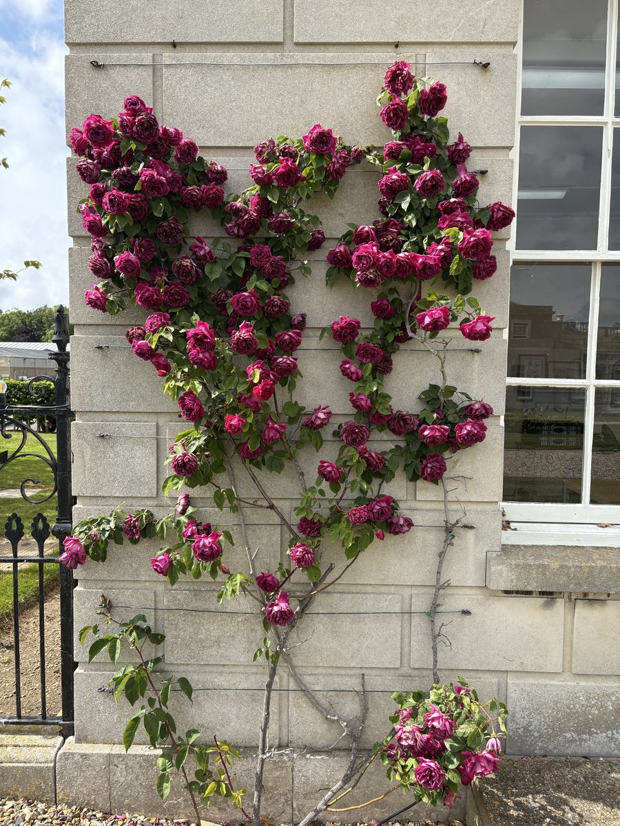 mrdbrowning's tweet photo. 🌹 The ‘Woolverstone Rose’ blooming in the sun today at the front of Woolverstone Hall - the rose is mentioned in our school song, ‘Ipswich High; Past, present, forever’ @IpswichHigh #suffolk #independantschool #rose 🎶 🇬🇧 https://t.co/jkFYHiB4eD
