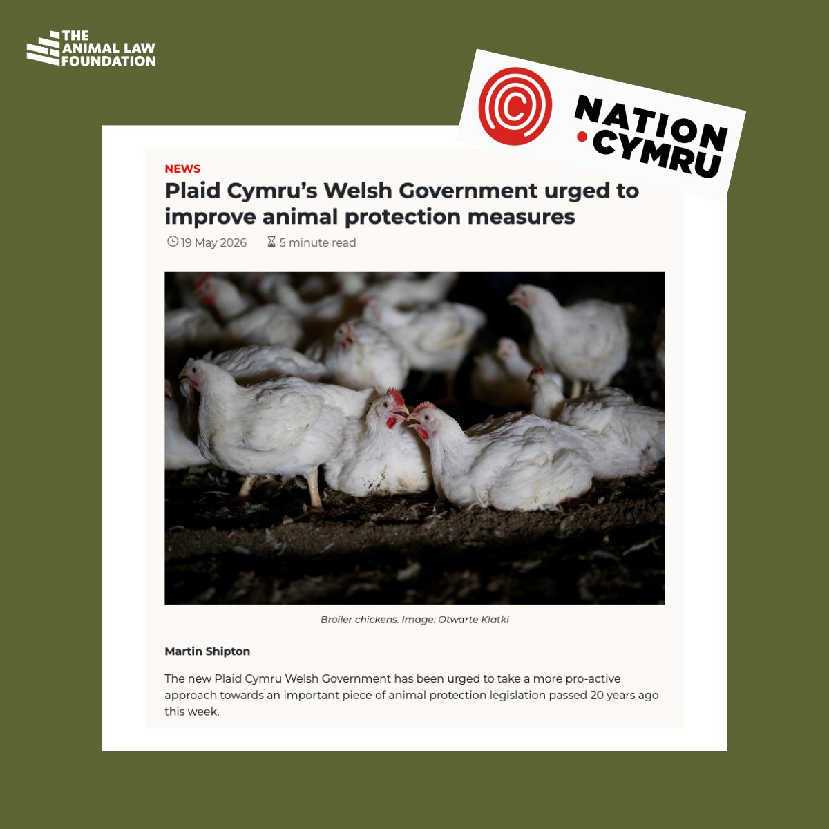 AnimallawFDN's tweet photo. Plaid Cymru’s Welsh Government urged to improve animal protection measures’ reports @NationCymru 

Following the elections in Wales, we have written to the new Welsh Government calling on them to put animals back into the Animal Welfare Act 2006.

This year marks the 20th anniversary of the Act, and the letter argues that weak interpretation, poor enforcement and the exclusion of entire animal categories have allowed widespread and avoidable suffering to continue. 

With Plaid Cymru having committed in its manifesto to a renewed Animal Health and Welfare Plan, we believe this is a unique moment to ensure the law finally delivers on its promise so that animals in Wales are protected in practice.

Read the full article here: https://t.co/iQGL11gBXR

#AWA20 #AHWA20  #AnimalProtection #AnimalLaw