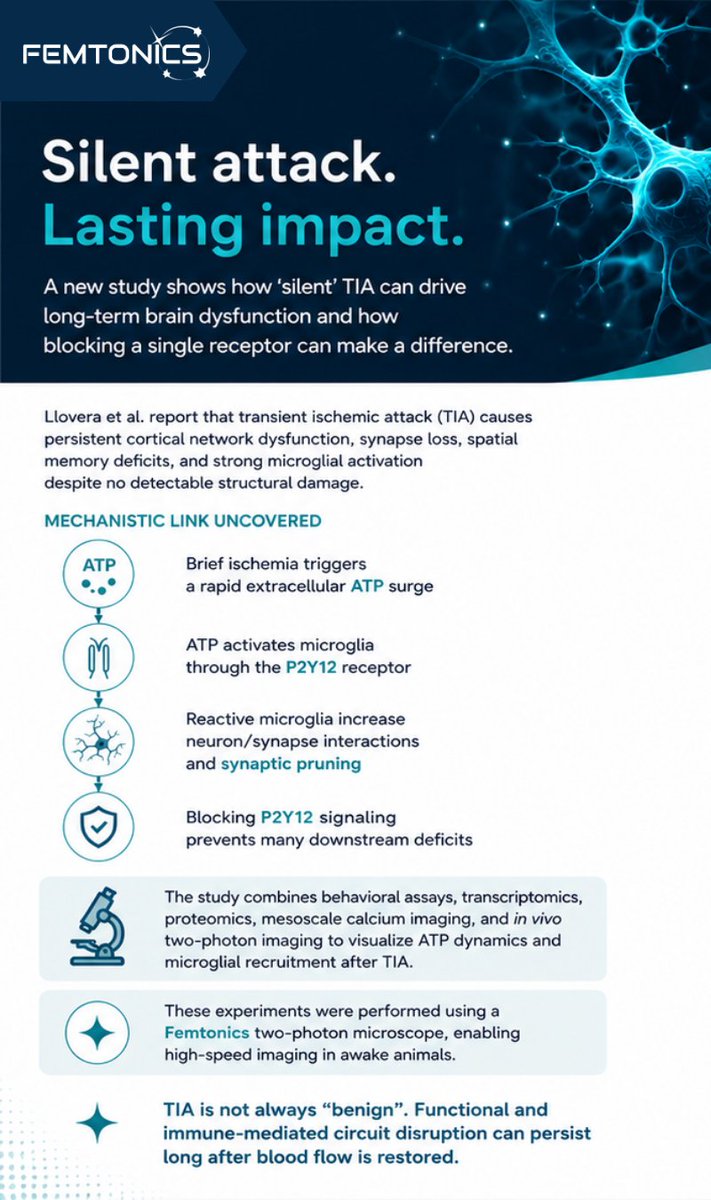 Femtonics's tweet photo. New in EMBO Molecular Medicine:

A brief TIA can cause lasting brain dysfunction, even without detectable tissue damage.

Mechanism uncovered:

ATP surge → microglial P2Y12 activation → synapse loss & network dysfunction

Fig. 3B–C captures focal ATP bursts and rapid microglial recruitment in vivo within minutes after ischemia.

Imaged using a Femtonics two-photon system 🔬

#Neuroscience #2Photon #Microscopy #Femtonics