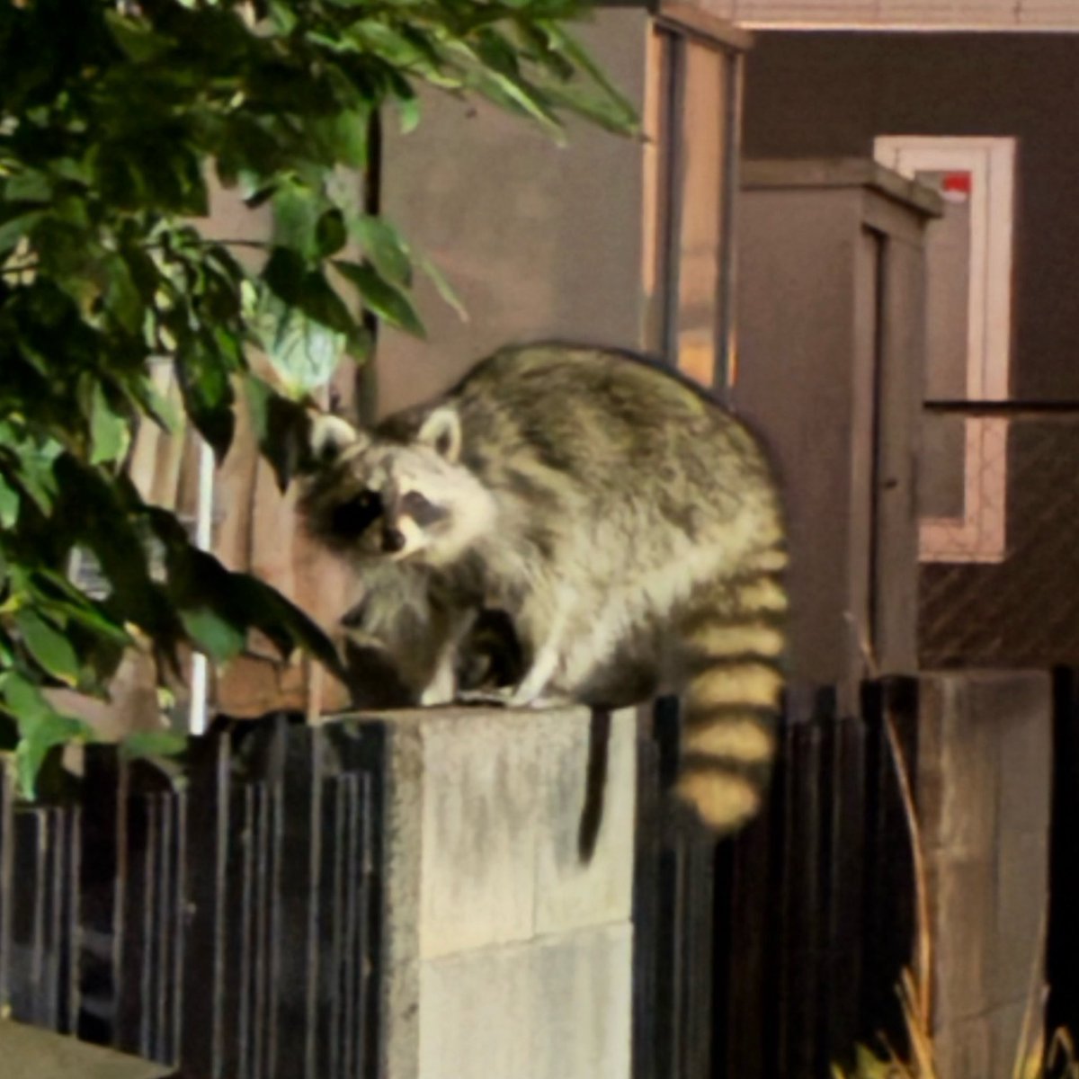 ついさっき近所にいたんだよ アライグマは猫も食べるっていうし怖いよ