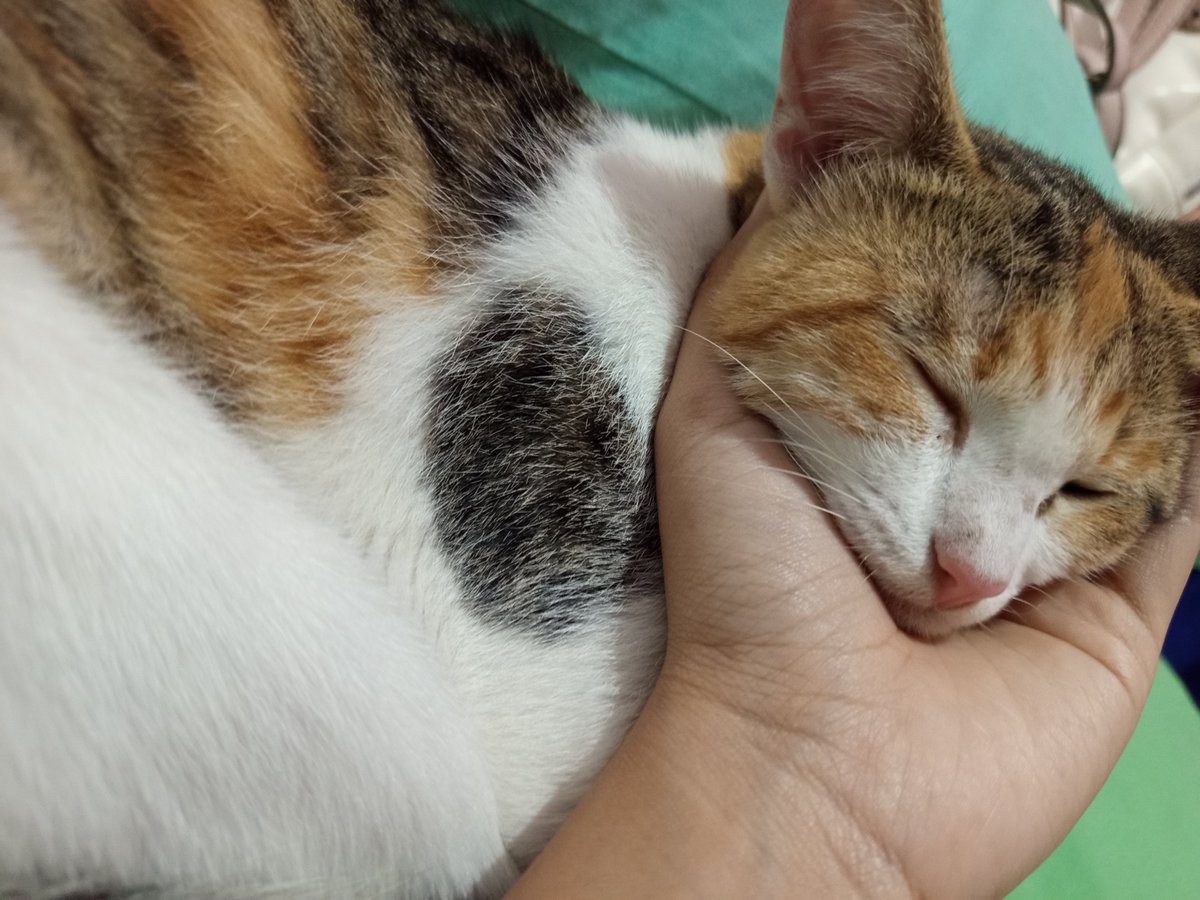 Rie. 🐈⬛ tweet media