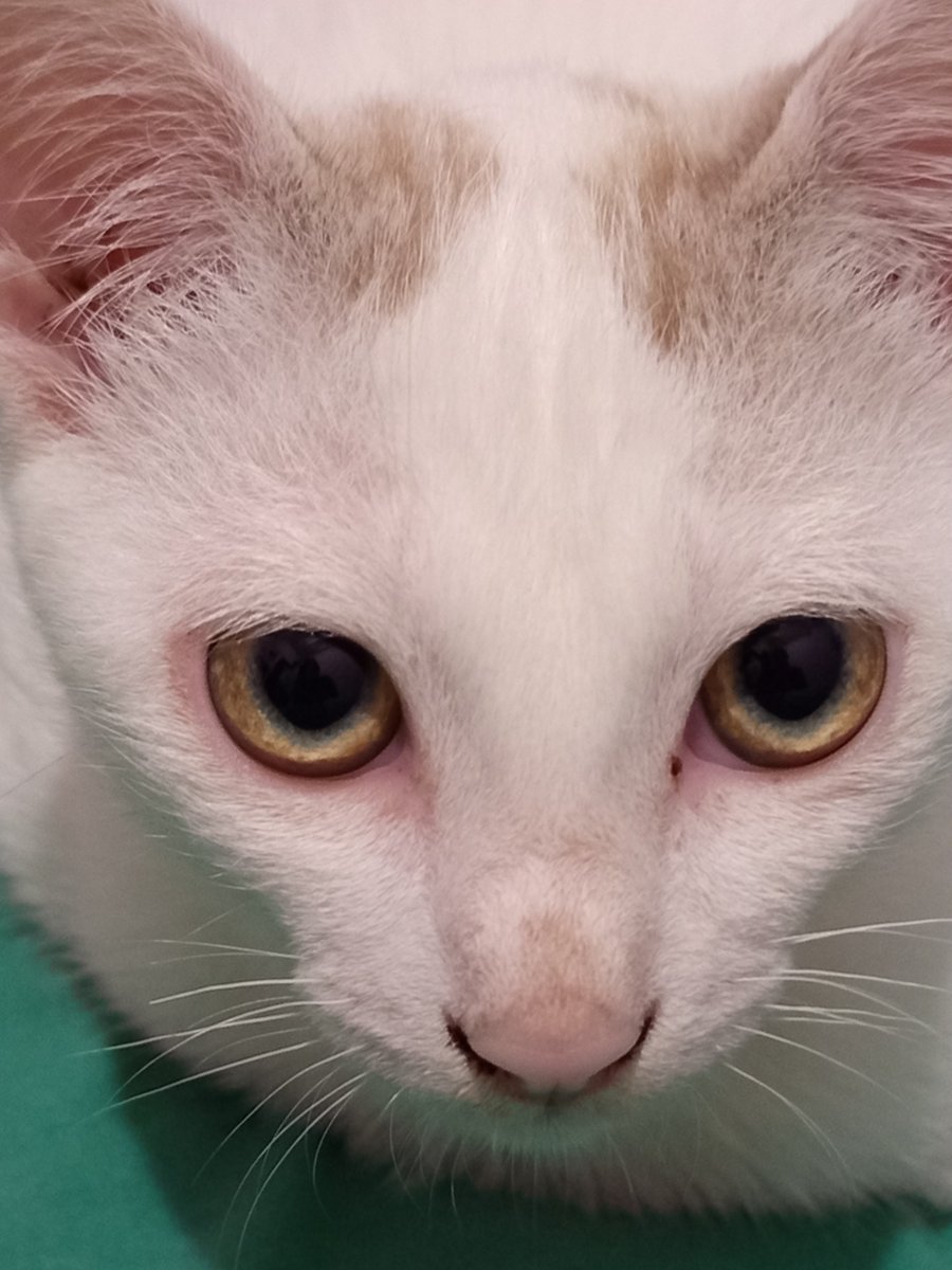 Rie. 🐈⬛ tweet media