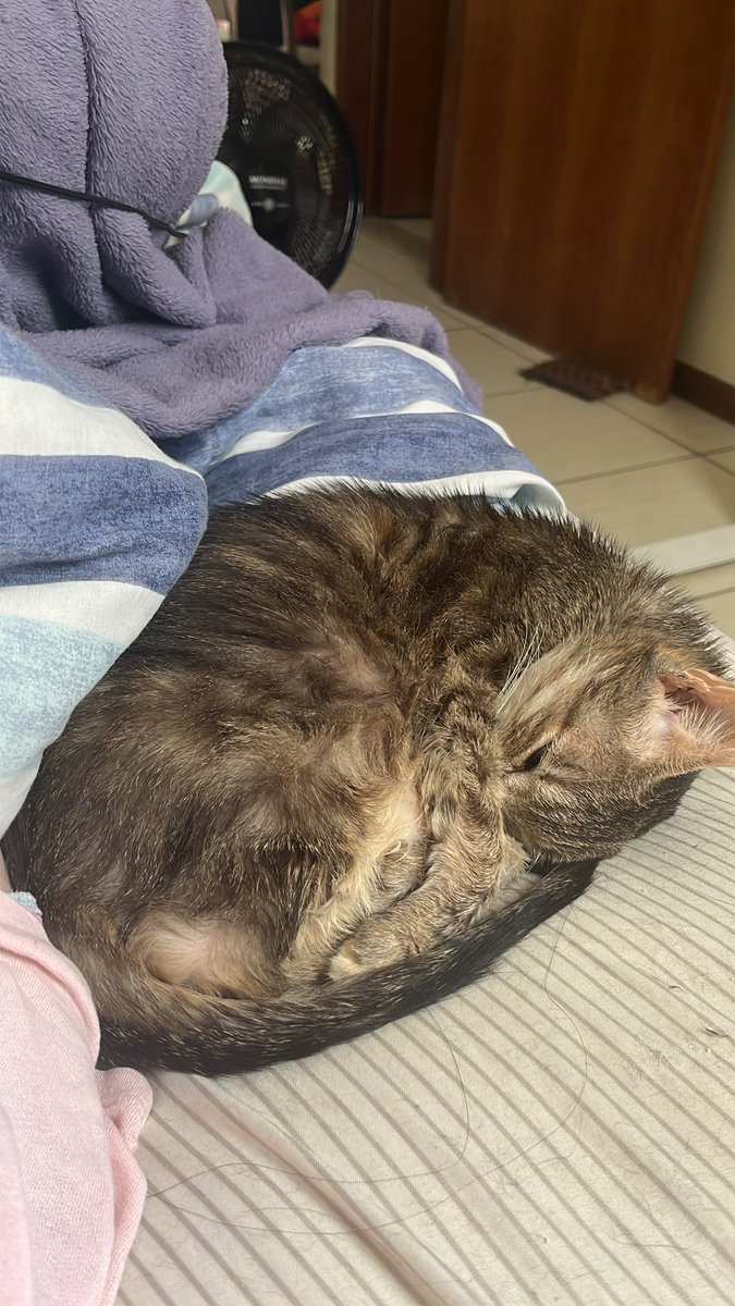 😺 Xiofanna tweet media