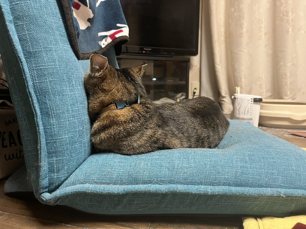 Qoochan1107's tweet photo. ほにちゃん、背もたれのところにピタリとくっついて直角🤣笑
最近、暑くなったから一緒に寝てくれない🥲
早く冬が来ないかなぁ…
ほにちゃんと一緒に寝たい。

敷島で西武vsロッテやってたの今知った。
仕事と介護で忙し過ぎて、ゆっくりする余裕すらない🥲笑 https://t.co/InVTrJdema