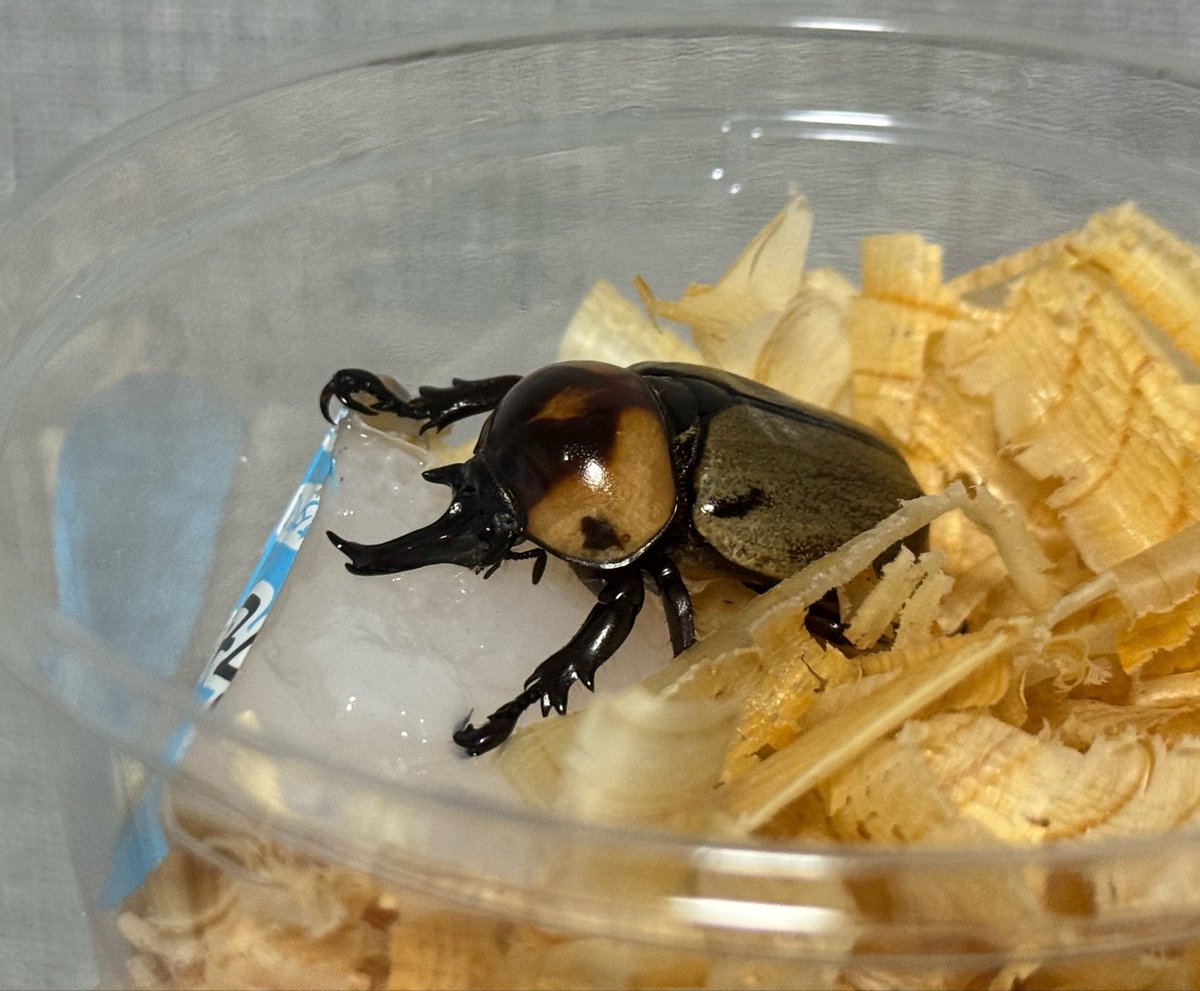 BeetLog - カブクワ飼育記録アプリ tweet media