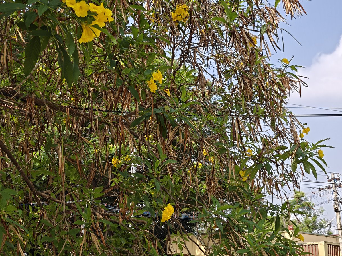 vgeorgez's tweet photo. @airtelindia internet line at risk of getting damaged due to tree branch growth and resting on wire. Location is 2nd Cross Street, JJ Nagar, Kuniyamuthur, Coimbatore - 641008. https://t.co/DZHmSY55Sj
