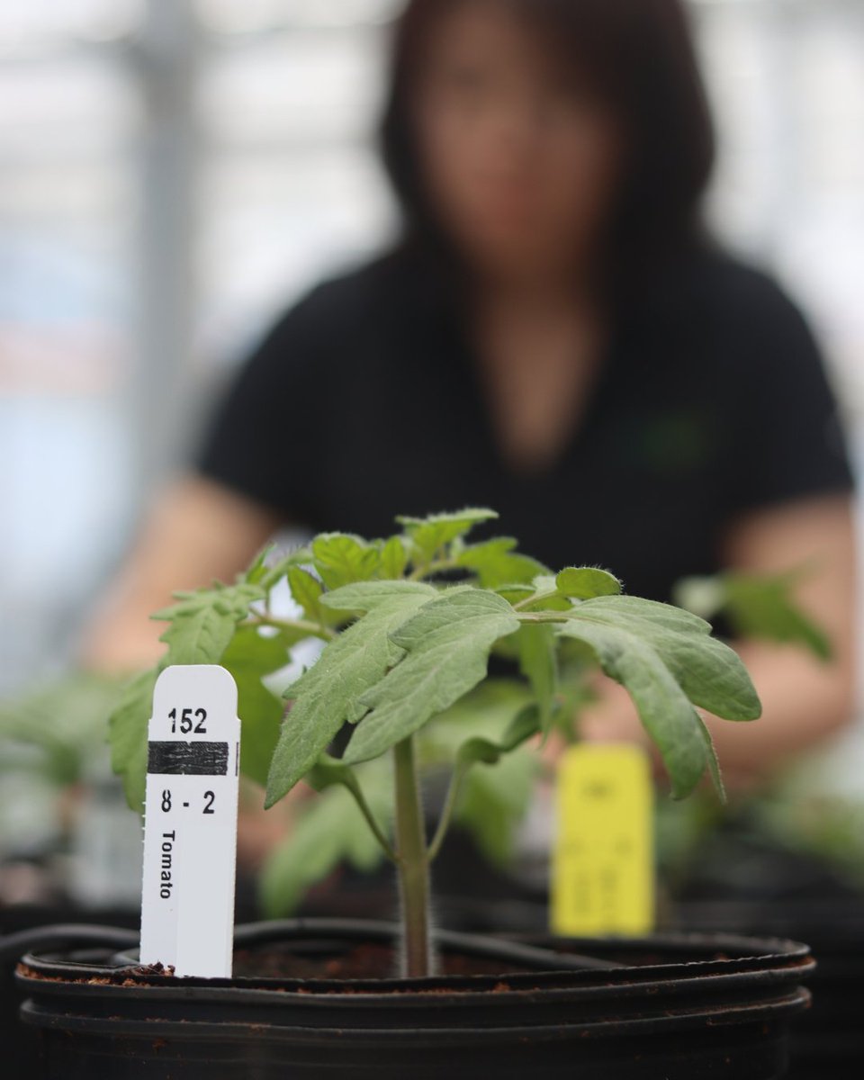 sungro's tweet photo. What if trialing a new growing media had no extra cost and helped boost next season’s profitability?

Greenhouse Grower 2026 Top 100 survey shows 79% of gains came from operational efficiency, including better data, planning, and fewer unnecessary inputs. 

#growertrial #grower https://t.co/8aPCGlVzBg