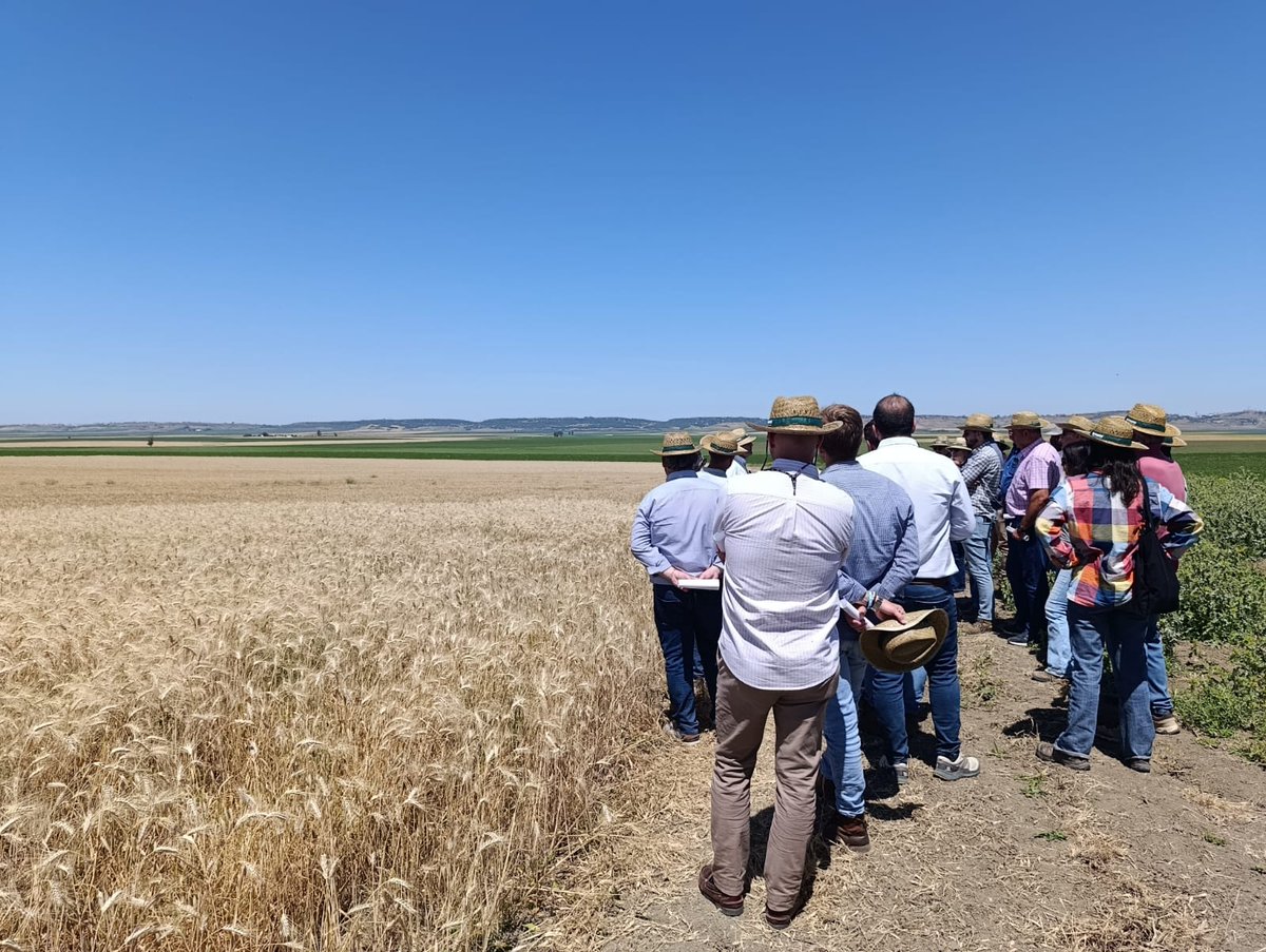CoopsAgroAND's tweet photo. 🌾🌾Agricultores y técnicos cerealistas han visitado hoy, de la mano de @AnoveObtentores, la finca Tomejil en #Carmona, donde se ensayan trigo, triticale y garbanzo en una finca experimental fruto del acuerdo entre #CoopsAgroAND e @IfapaJunta 
➡️Jornada técnica RAEA
@AgricultoresC3 
@AgrovegetalSA