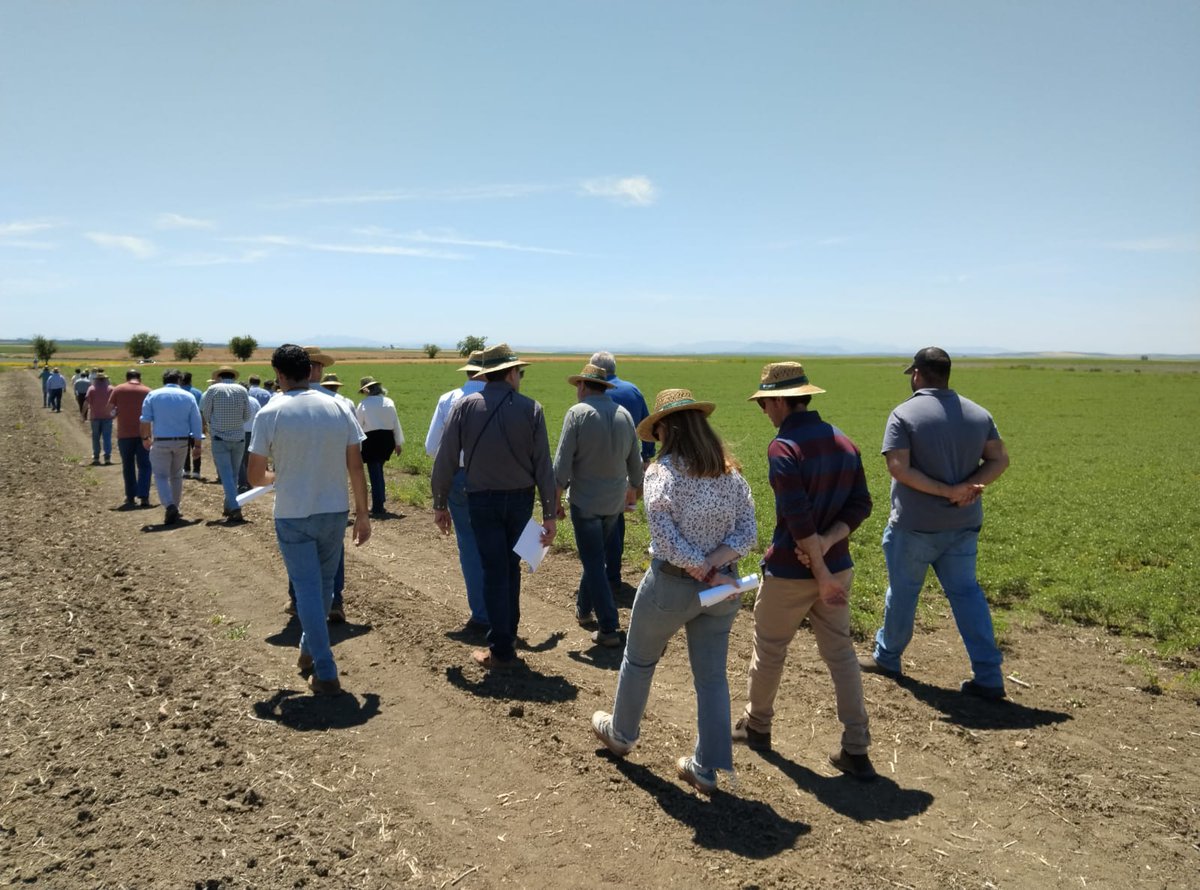 CoopsAgroAND's tweet photo. 🌾🌾Agricultores y técnicos cerealistas han visitado hoy, de la mano de @AnoveObtentores, la finca Tomejil en #Carmona, donde se ensayan trigo, triticale y garbanzo en una finca experimental fruto del acuerdo entre #CoopsAgroAND e @IfapaJunta 
➡️Jornada técnica RAEA
@AgricultoresC3 
@AgrovegetalSA