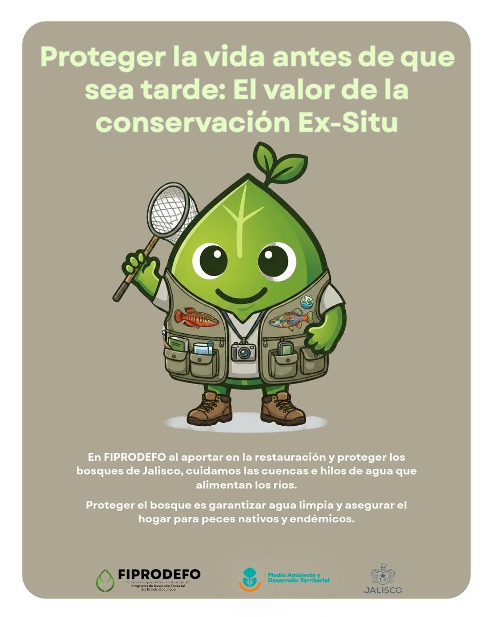 FIPRODEFO's tweet photo. El valor de la conservación ex-situ se refleja en historias como la del Picote Tequila.
En FIPRODEFO tenemos claro que proteger el bosque es garantizar agua limpia y asegurar el hogar para peces nativos y endémicos de nuestra región.
@SemadetJal https://t.co/cR7gcOqU9T