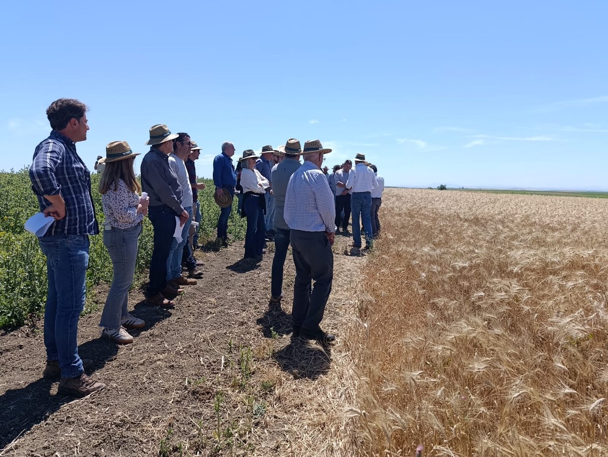 CoopsAgroAND's tweet photo. 🌾🌾Agricultores y técnicos cerealistas han visitado hoy, de la mano de @AnoveObtentores, la finca Tomejil en #Carmona, donde se ensayan trigo, triticale y garbanzo en una finca experimental fruto del acuerdo entre #CoopsAgroAND e @IfapaJunta 
➡️Jornada técnica RAEA
@AgricultoresC3 
@AgrovegetalSA