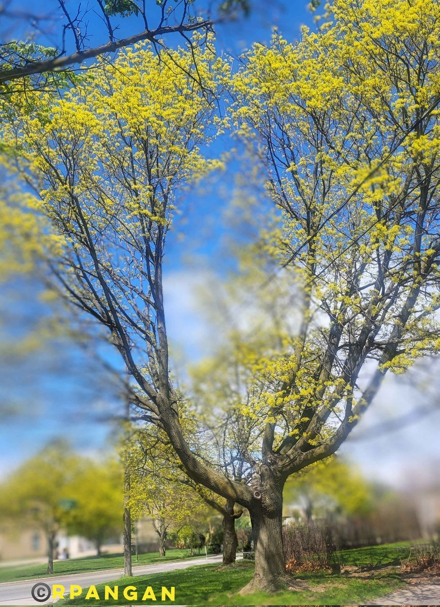 peREMnial's tweet photo. Not so thick, but so tall and pretty!

#thicktrunktuesday 
#trees
#treeclub
#mapletree 
#saveourtrees
#plantatree
📸 May 2, 2026 https://t.co/R37dXkvOLG