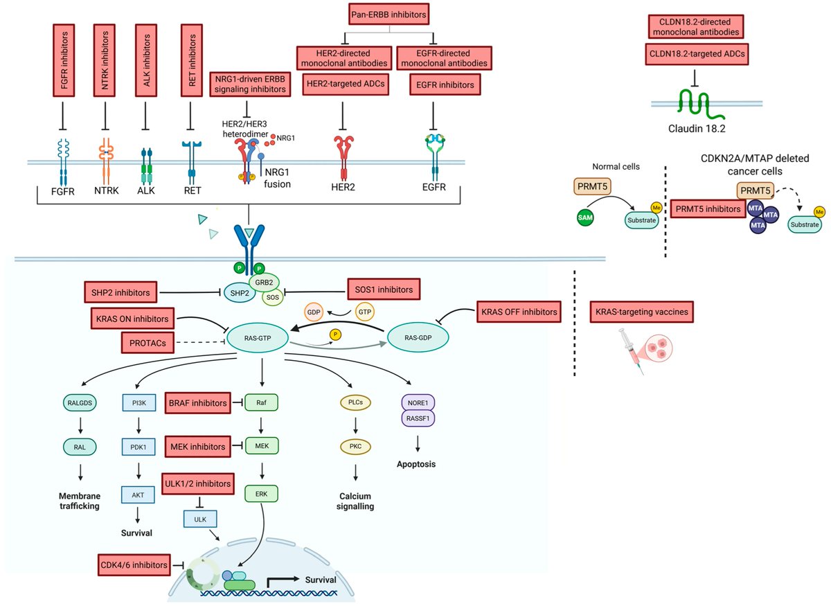 precisonco_MDPI's tweet photo. New Review in #PrecisionOncology!

"KRAS and Beyond: Emerging Targeted and Molecularly Stratified Strategies in Pancreatic Ductal Adenocarcinoma"

🔗 https://t.co/hO2pipAprt

@royalmarsdenNHS #PDAC #PancreaticCancer #PrecisionOncology #KRAS #TargetedTherapy #CancerGenomics https://t.co/hSfxgeEZ2o