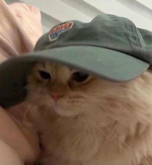 kittyperth's tweet photo. 🐱🧢 https://t.co/KkS69HjjIS