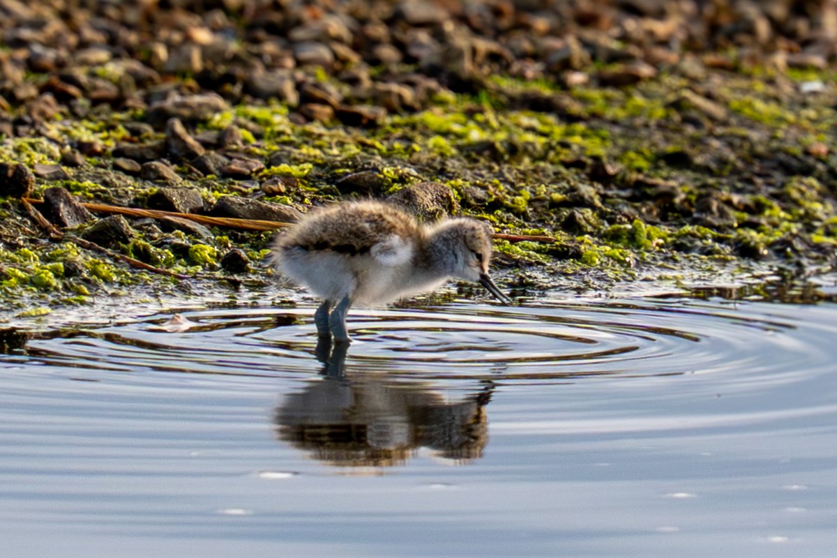 HACPIX's tweet photo. Lots of ( Eurasian) Avocet Chicks #Keyhaven @LymKeyRanger  @HantsIWWildlife @Natures_Voice @BirdGuides @photobnk https://t.co/GB19lMgwtx