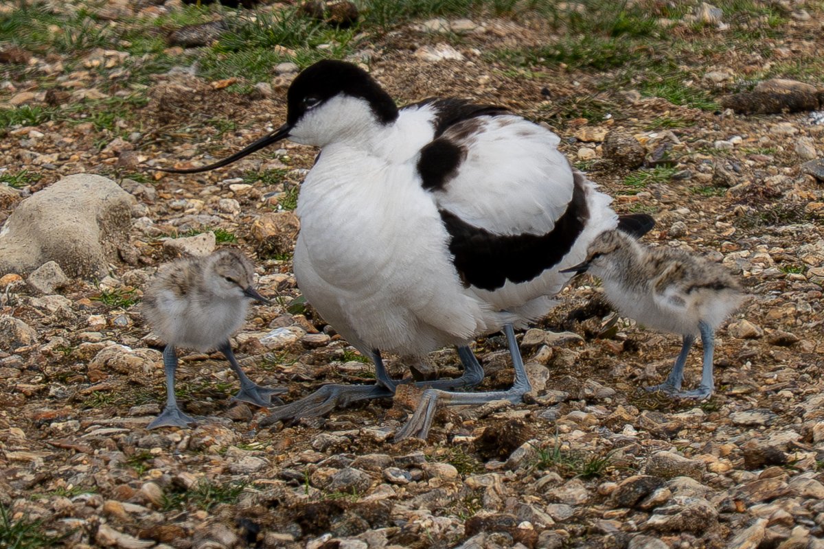 HACPIX's tweet photo. Lots of ( Eurasian) Avocet Chicks #Keyhaven @LymKeyRanger  @HantsIWWildlife @Natures_Voice @BirdGuides @photobnk https://t.co/GB19lMgwtx