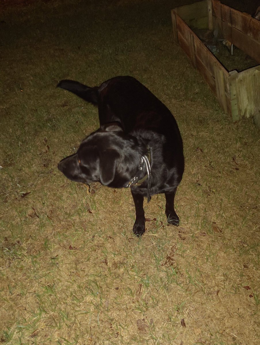 Alfred7807's tweet photo. @Lokitotherescue Chester, Tango, Loki, Winston, Charlie, Biggie https://t.co/EcwWT3n951