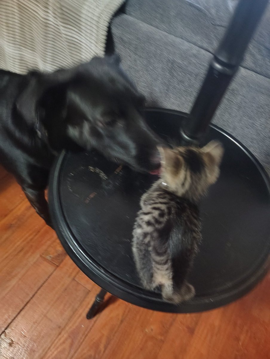 Alfred7807's tweet photo. @Lokitotherescue Chester, Tango, Loki, Winston, Charlie, Biggie https://t.co/EcwWT3n951