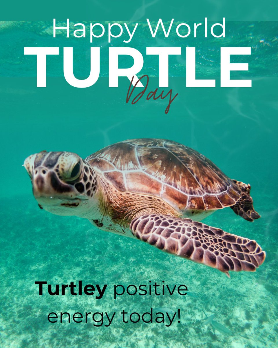 ILSciTeaching's tweet photo. 🐢Why is turtle wax so expensive?

Because they only have little ears.

#ISTA #IllinoisScience #ILScienceTeachers #ScienceEducation #ScienceTeachers #ILScience #ILScienceEducators #ILSTEMTeachers #ILTeachers https://t.co/Q1LojbM1C6