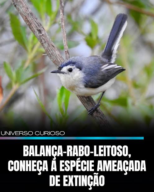 Gui Muniz tweet media