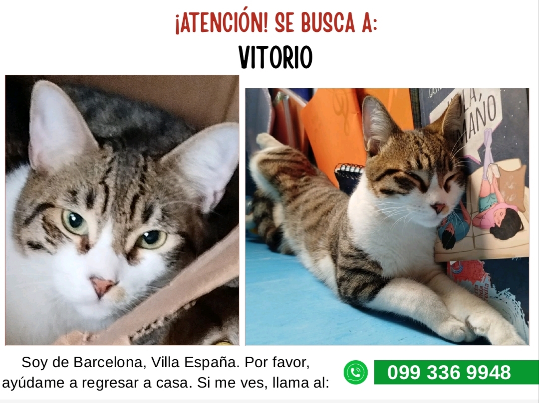AlertaMePerdi's tweet photo. #ACTUALIZACION #PERDIDO #GUAYAQUIL
Nombre: #Vitorio
Fecha: 2026-05-01
Sector: Norte, Villa España. Etapa Barcelona
Sexo: Macho
Raza: Mestizo
Observación: Cuello Blanco con romano plomo y marrón y dos gotas cafés en el inicio de los ojos
Contacto: 0993369948
#AlertaMePerdí https://t.co/cjzSyUYHVU