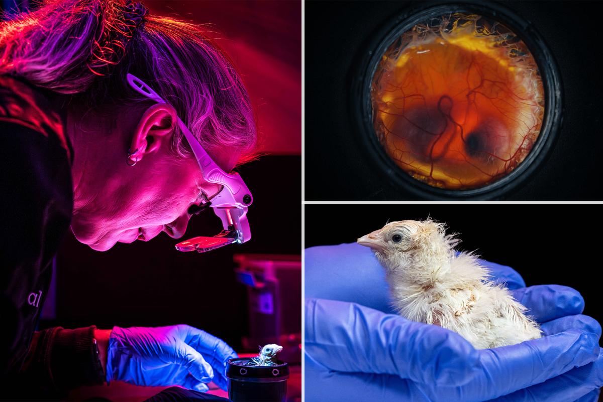 nypost's tweet photo. Chicks hatched from artificial eggs in scientific first - it could a game-changer for bringing extinct animals back to life https://t.co/yJS9pWTH3R https://t.co/3MCQrNRPC0