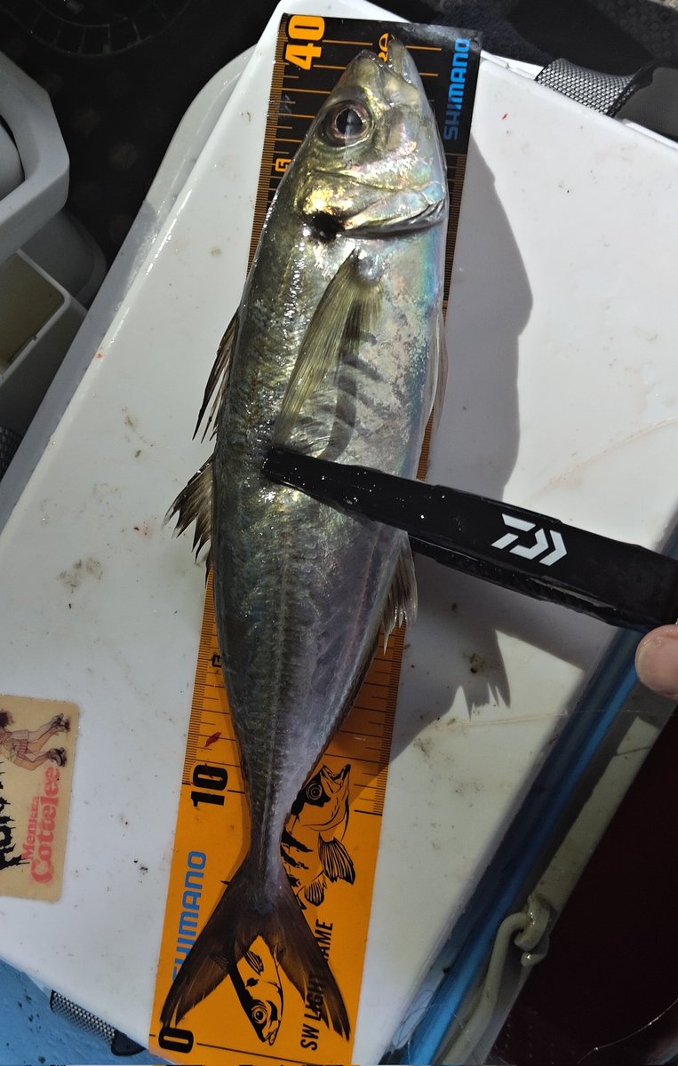tahashidayon's tweet photo. ボートアジング、惜しくも39.5cm🎣数も30以上釣れたし最高でした #アジング https://t.co/Bc8MEyRYEg