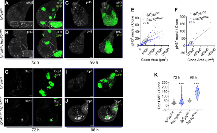 J_Cell_Sci's tweet photo. Abhijit Biswas, Gunjan Singh, Devanjan Sinha and colleagues discover that non-canonically regulated heterochronic expression of Hsp70 drives clonal expansion and invasion in Drosophila epithelial tumours.
https://t.co/VTUjhX5aZC https://t.co/SLQfvWCJ6v