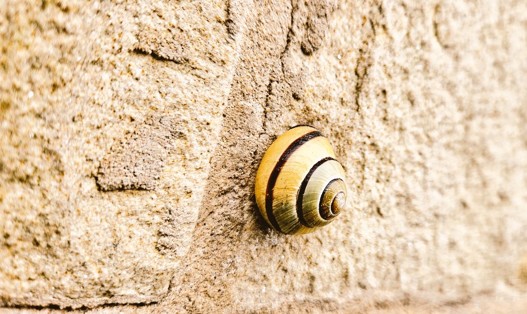 bellow_tech's tweet photo. Silly Side Snail 🐌 https://t.co/aVI9FxMdey