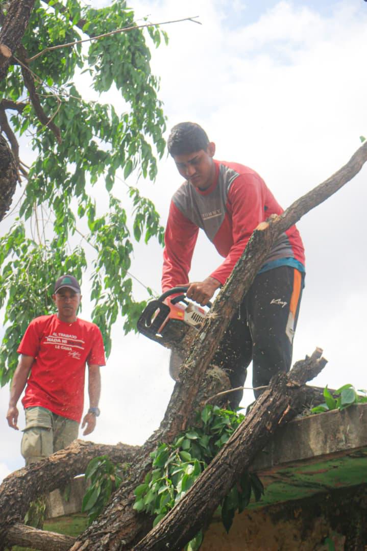 gobguaribe's tweet photo. Nuestro equipo se desplegó en la Calle Bolívar para realizar una Jornada de Pica y Poda. Con estas labores despejamos líneas de alta tensión que fueron afectadas por la caída de ramas y árboles ¡Trabajo en equipo, resultados seguros! 👷‍♂️💪 https://t.co/LaTDHV4HEG