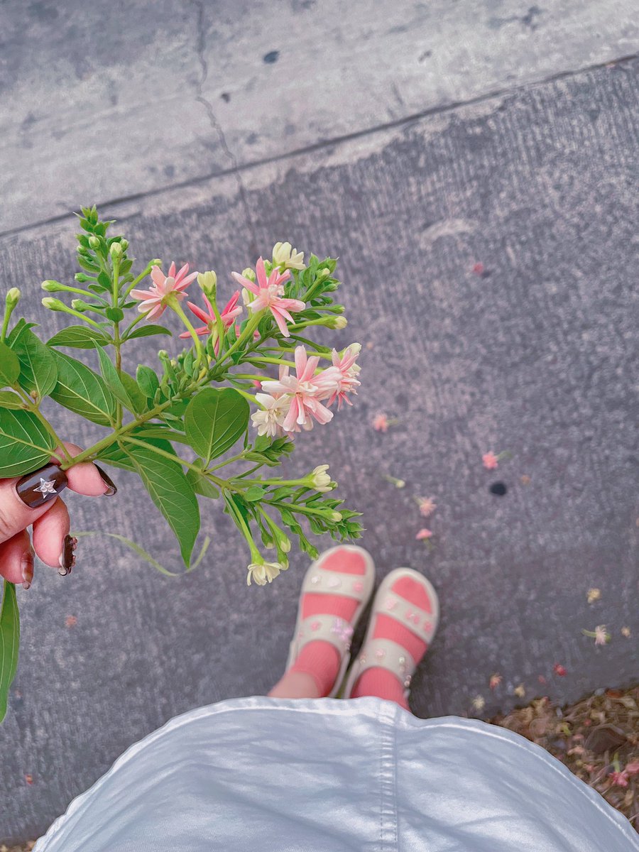 kunjunim's tweet photo. Combretum indicum, commonly known as the Rangoon creeper or #Burmacreeper, is a vine with #redflower clusters which is native to tropical Asia and grows in thickets, primary and secondary forest, and along river banks in the Indian subcontinent https://t.co/COwVX0SErI