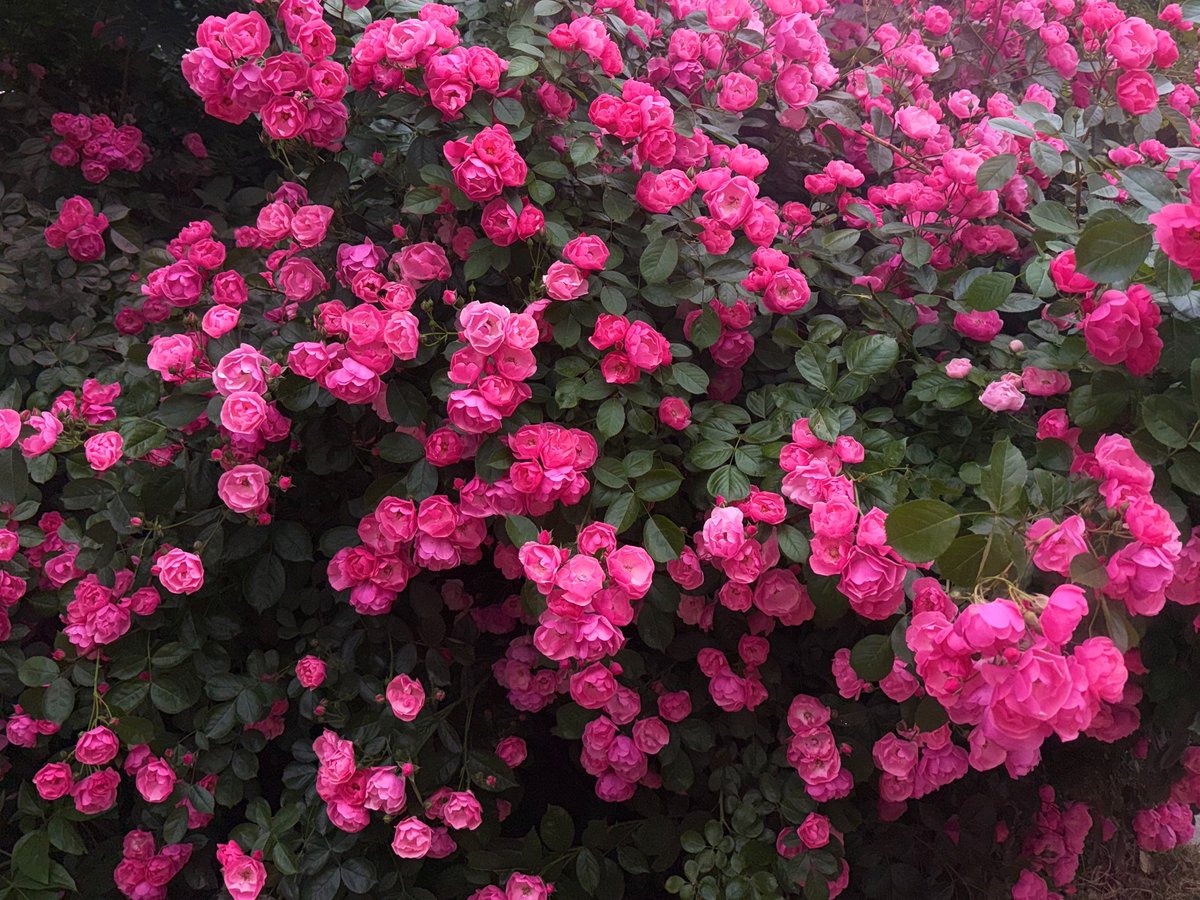 bijouS2_'s tweet photo. 🌷🌷🌷 https://t.co/FtRnsgDync