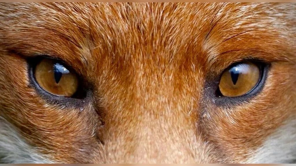 cieloskena's tweet photo. The Golden Pelt

#tones narration AU
—local

; Ketika sang rubah licik berhasil mendapatkan energi yang ia dambakan, akankah sang calon raja membiarkan mangsa misteriusnya pergi begitu saja?

by cieloskena https://t.co/LYiK0HCvNj