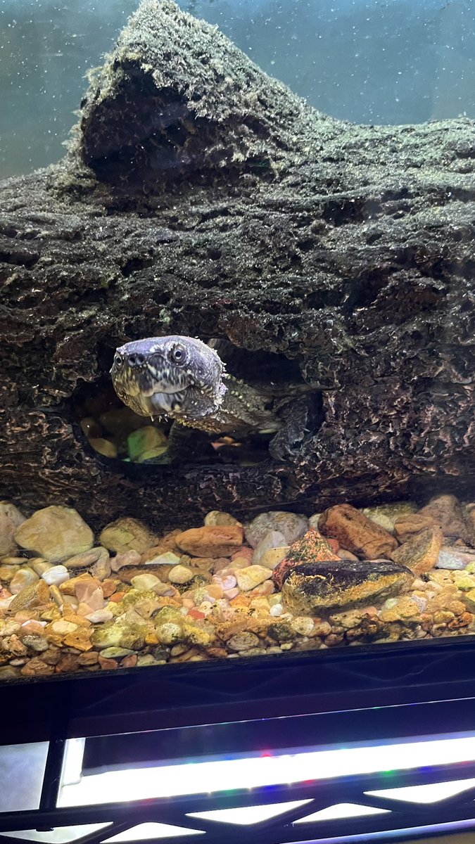 Jeff Musk 🐢 tweet media