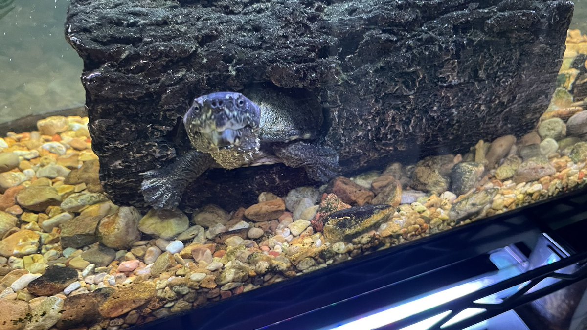Jeff Musk 🐢 tweet media
