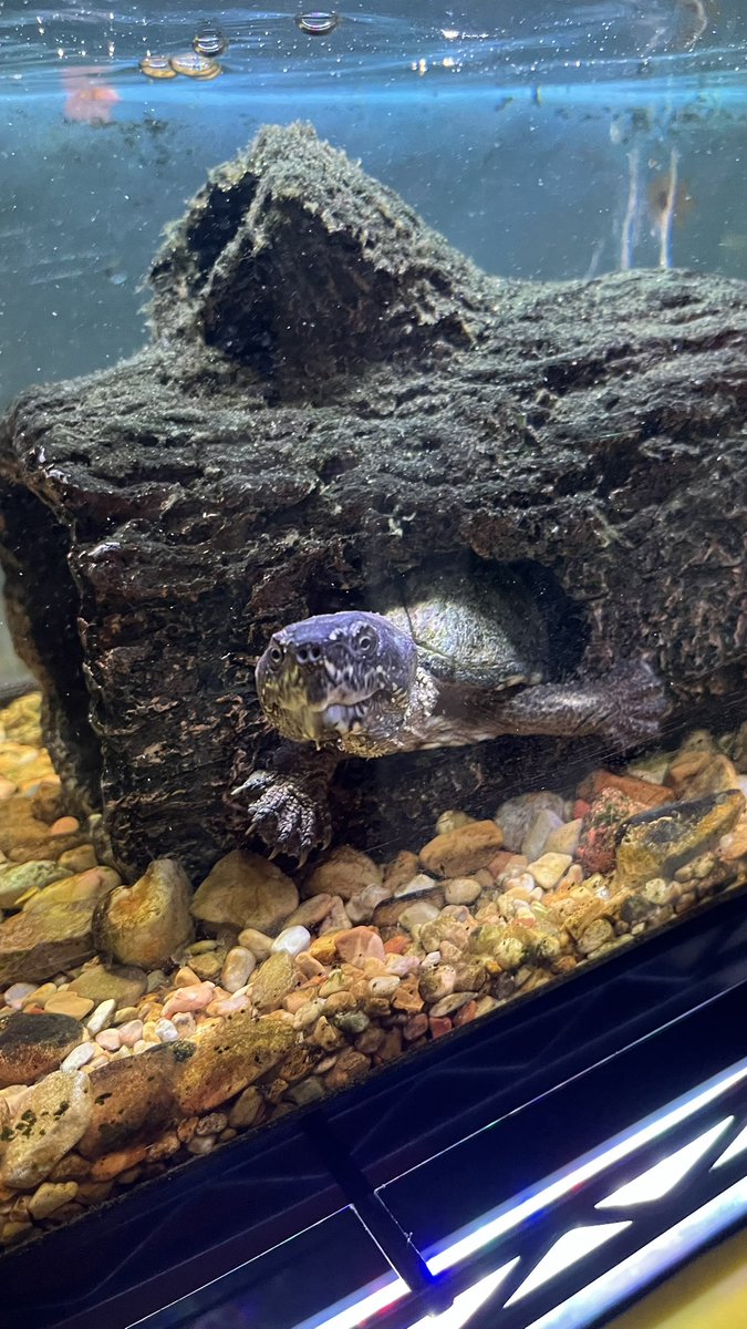 Jeff Musk 🐢 tweet media